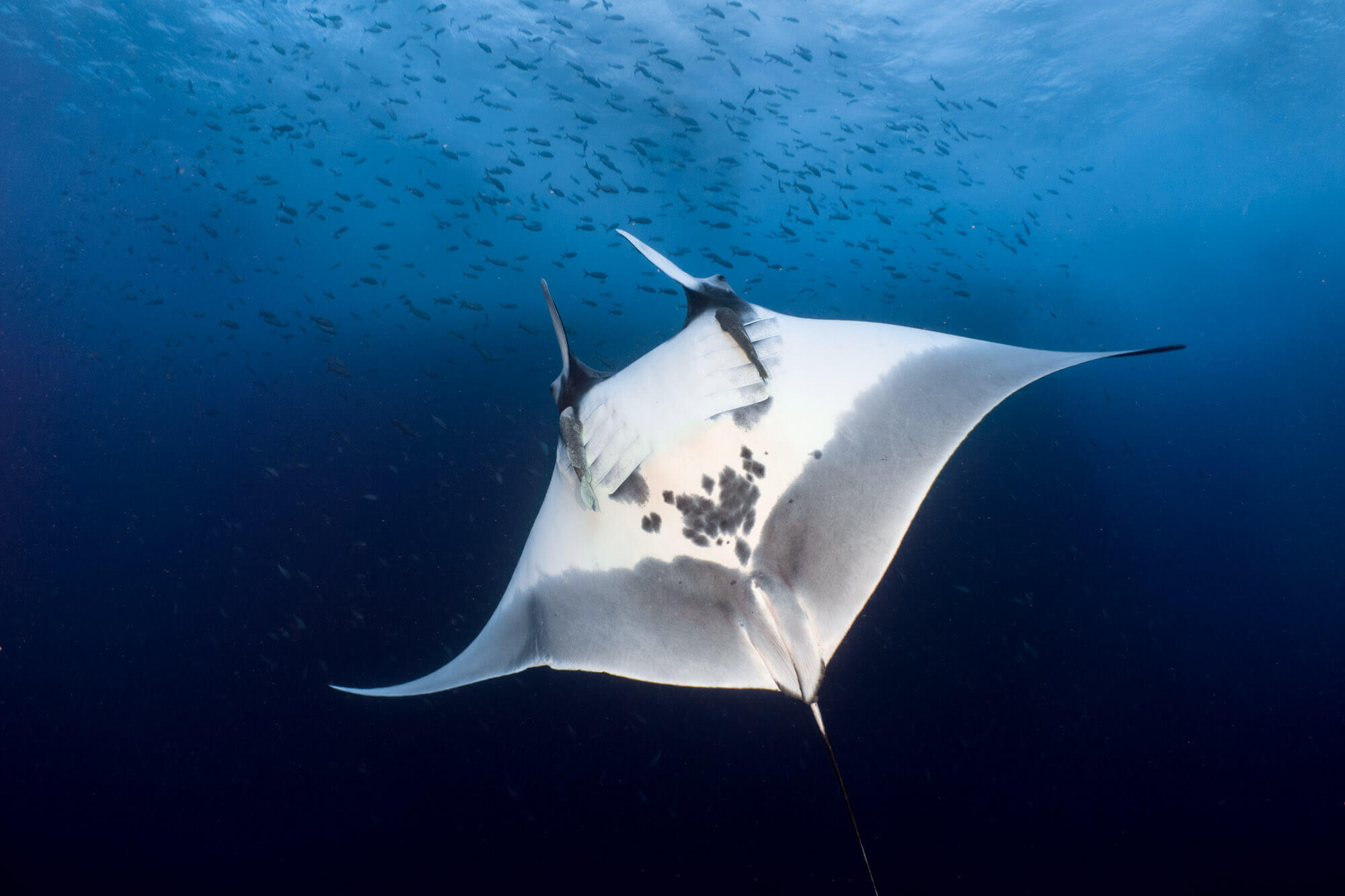 A giant oceanic manta ray shows her belly at Roca Partida, Revillagigedo Islands